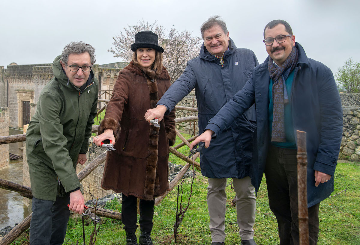 La potatura del Vigneto di Negroamaro Cannellino sul Castello di Copertino. Un vigneto unico al mondo