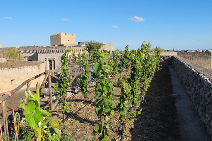 Luciano Ferraro on Corriere della Sera writes of the Vineyard on the Castle!